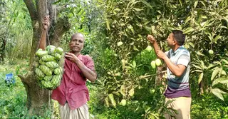 গুটি আম পাড়ার মাধ্যমে বাজারে আসলো রাজশাহীর আম